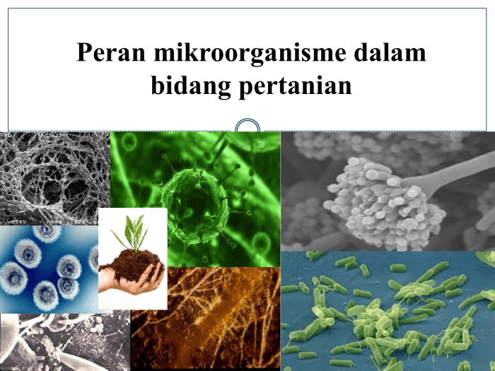 Peran Mikroorganisme dalam Pengayaan Tanah untuk Pertumbuhan