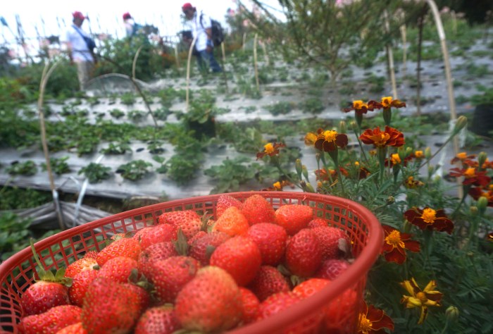 Pengaruh Kehadiran Serangga Penyerbuk terhadap Hasil dan Kualitas Buah-Buahan