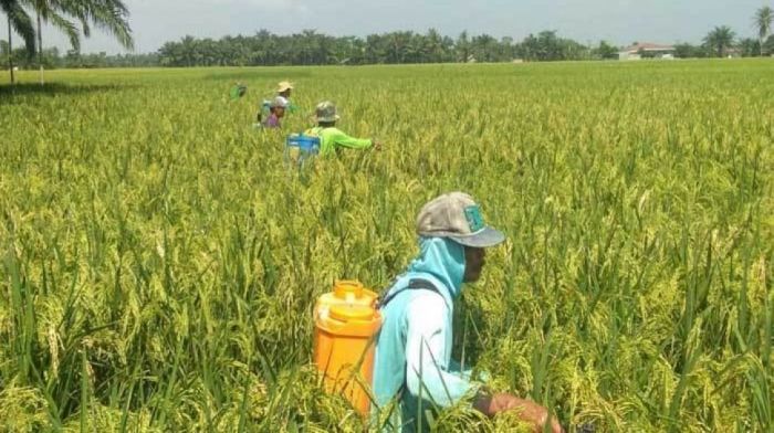 Evaluasi Efektivitas Teknik Tanam Terpadu dalam Meningkatkan Produktivitas Tanaman Padi