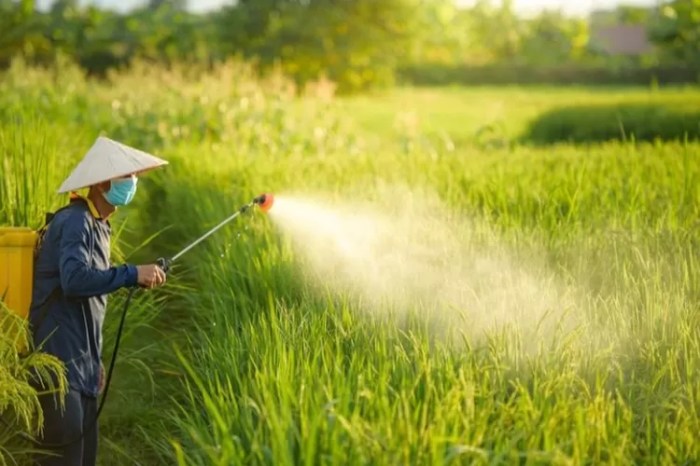 Studi Perbandingan Efektivitas Metode Penanganan Hama pada Tanaman Hortikultura: Penggunaan Pestisida Kimia vs. Metode Organik