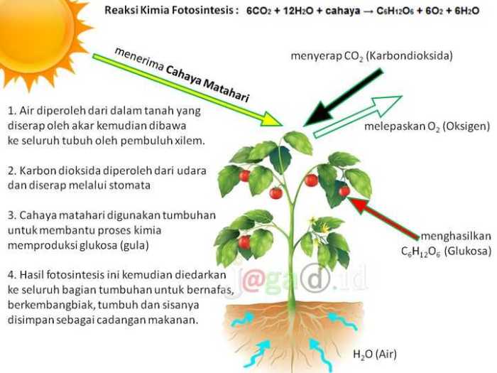 Pengaruh Cahaya terhadap Proses Fotosintesis dan Pertumbuhan Tanaman