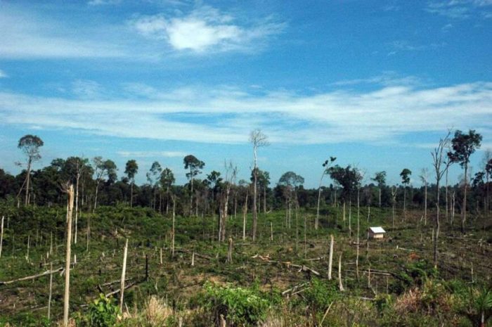 Peran Hutan dalam Penyerapan Karbon dioksida