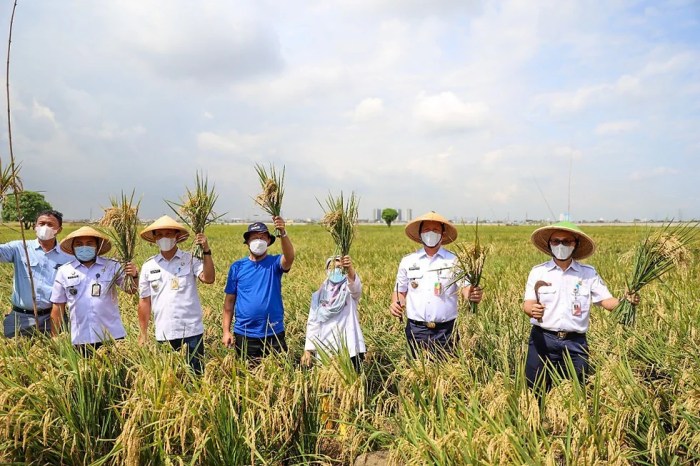 Pengaruh Varietas Tanaman terhadap Hasil dan Kualitas Buah