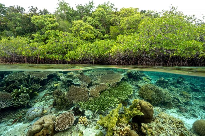 Konservasi Mangrove sebagai Upaya Mitigasi Bencana Alam di Daerah Pesisir