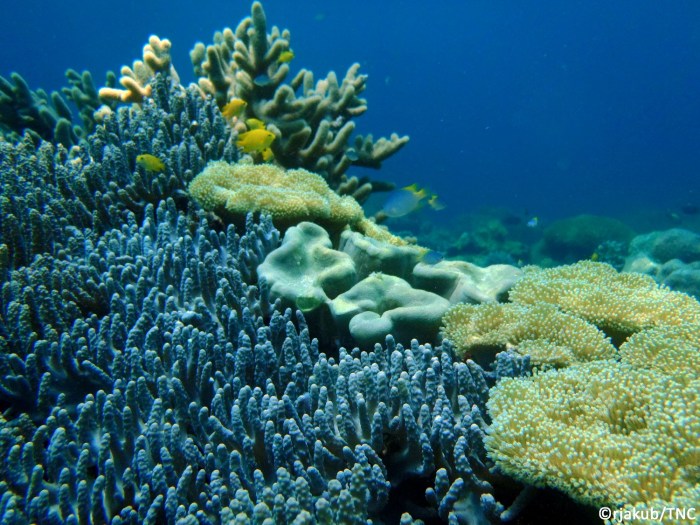 Konservasi Terumbu Karang dalam Menghadapi Perubahan Suhu Laut