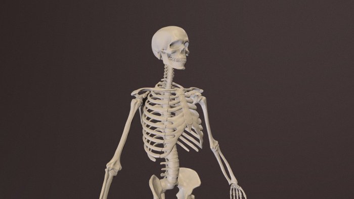 3D Model Skeleton Tulang Belakang Manusia Berbasis Augmented Reality Sebagai Media Pembelajaran