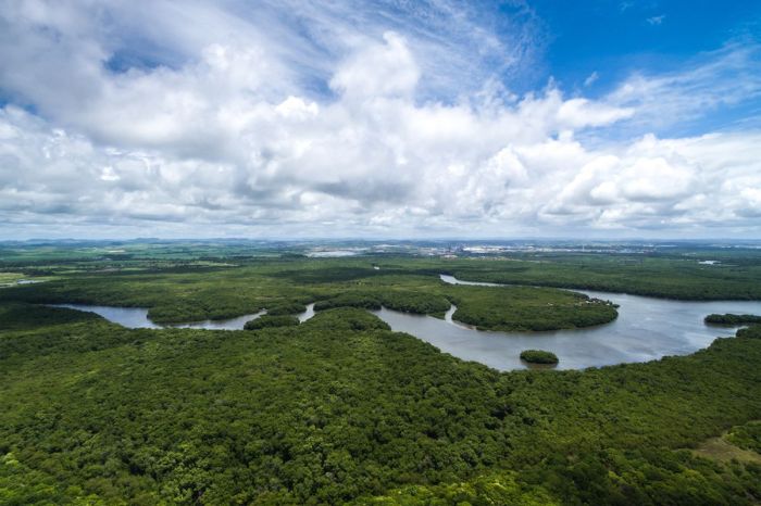 Pengaruh Perubahan Iklim terhadap Keanekaragaman Hayati di Hutan Hujan Tropis