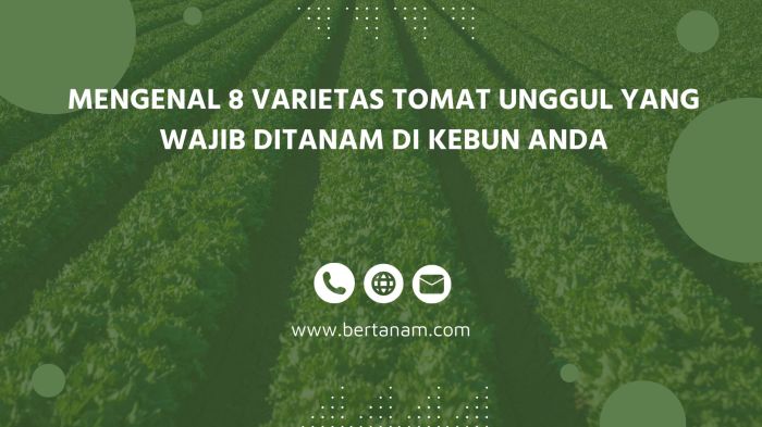 Pengaruh Varietas Tanaman terhadap Hasil dan Kualitas Buah