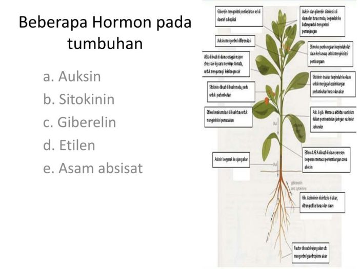 Pengaruh Hormon Tanaman terhadap Pertumbuhan dan Pembungaan Tanaman