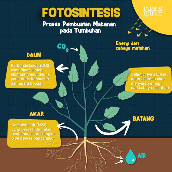 Pengaruh Cahaya terhadap Proses Fotosintesis dan Pertumbuhan Tanaman