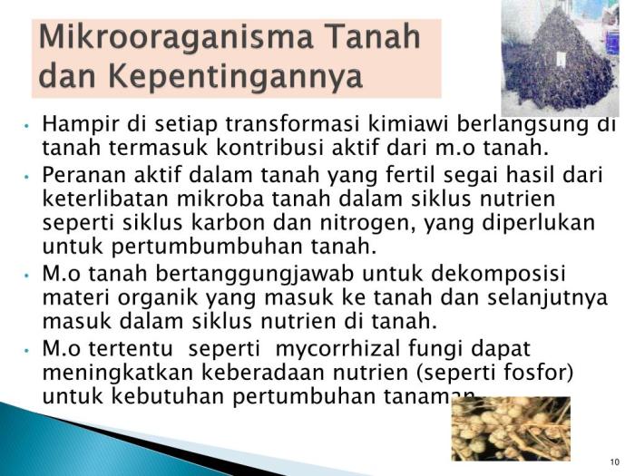 Peran Mikroorganisme dalam Pengayaan Tanah untuk Pertumbuhan Tanaman