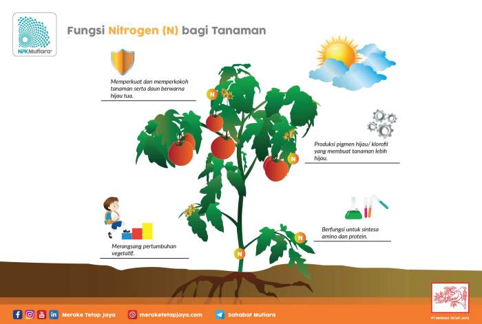 Peran Rhizobium dalam Fiksasi Nitrogen pada Tanaman Legum