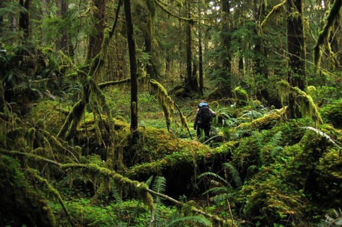 Pengaruh Perubahan Iklim terhadap Keanekaragaman Hayati di Hutan Hujan Tropis