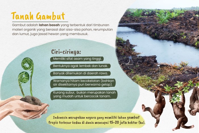 Kebijakan Pengelolaan Lahan Gambut untuk Mitigasi Perubahan Iklim