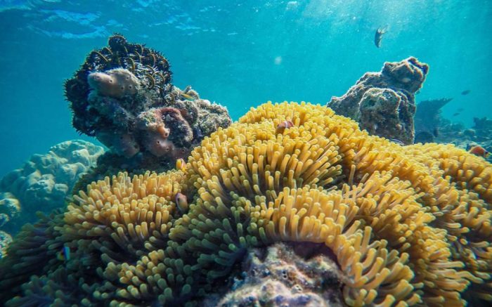 Konservasi Terumbu Karang dalam Menghadapi Perubahan Suhu Laut