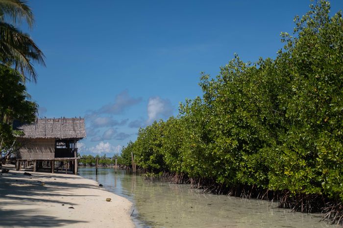 Konservasi Mangrove sebagai Upaya Mitigasi Bencana Alam di Daerah Pesisir